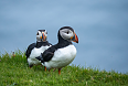 Atlantic Puffins (Photo credit: Sherry Kirkvold)