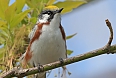 Chestnut-sided Warbler