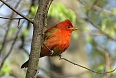 Young male Summer Tanager (Photo by: Ian Shanahan)