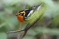 Blackburnian Warbler