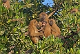 Guinea Baboons in the mangroves (Photo credit: Justin Peter)