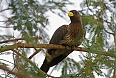 Western Plantain-eater (Photo credit: Justin Peter)