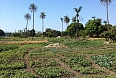 Dry season crops in a rice field (Photo credit: Justin Peter)