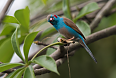 Male Red-Cheeked Cordon Bleu