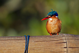 Malachite Kingfisher (Photo credit: Justin Peter)