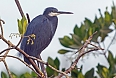 Western Reef-Heron (Photo credit: Justin Peter)