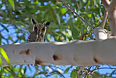 Northern White-faced Owl (Photo credit: Justin Peter)