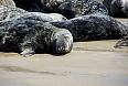 Grey Seals