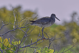 Willet (Photo credit: Kate Perez)