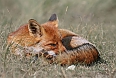 Red Fox