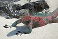 Marine Iguana