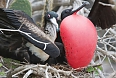 Great Frigatebird