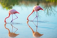 American Flamingos