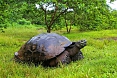 Galapagos Giant Tortoise 