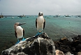 Blue-footed Boobies