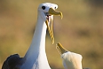 Waved Albatross