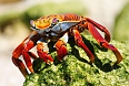 Sally Lightfoot Crab 