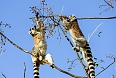 Ring-tailed Lemurs