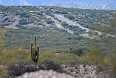 Argentine Saguaro (Photo by Josh Vandermeulen)