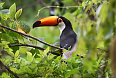 Toco Toucan (Photo by Josh Vandermeulen)