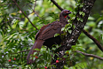 Red-faced Guan (Photo by Josh Vandermeulen)