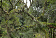 Yungas cloud forest