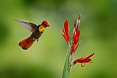 Ruby-topaz Hummingbird