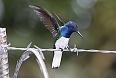 Male White-necked Jacobin