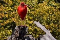 Scarlet Ibis