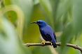 Male Purple Honeycreeper (Photo by: Mike Kent)