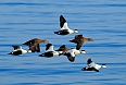 Common Eiders