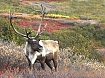 Male Caribou