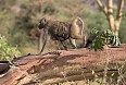 Mom and baby baboon