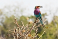 Lilac-Breasted Roller