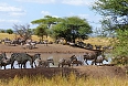 Tarangire National Park