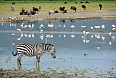 Zebra at Ngorongoro
