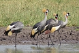 Grey Crowned Crane (Photo by: Brian Ratcliff)