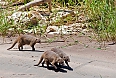 Banded Mongoose