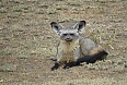 Bat-eared Fox (Photo by: Brian Ratcliff)