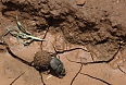 Dung beetle