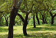 Coark Oak trees