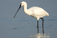 Eurasian Spoonbill (Photo by Mondsee)