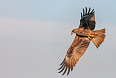 Black Kite