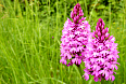 Pyramidal Orchid