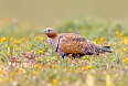 Black-bellied Sandgrouse