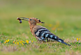 Eurasian Hoopoe 