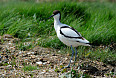 Pied Avocet