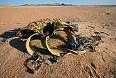 Welwitschia
