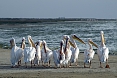 Great White Pelicans