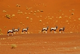 Oryx
